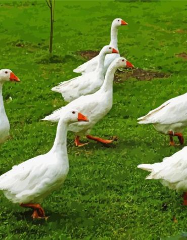 White Geese in Garden Paint By Numbers