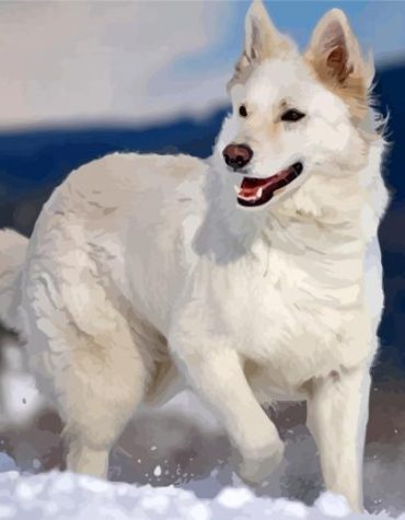 White German Shepherd Paint By Numbers