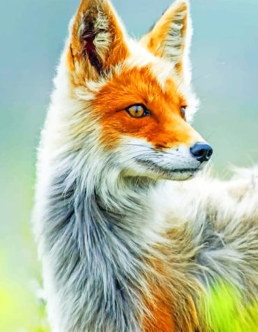 Orange Fox Beauty Paint By Numbers
