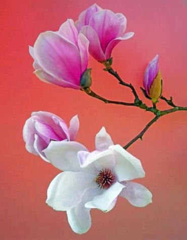 Pink and White Magnolia Paint By Numbers