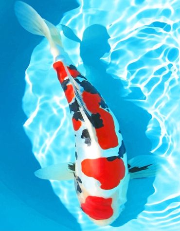 Red and White Koi Carp Paint By Numbers