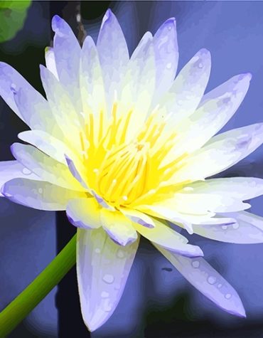 White Aquatic Flower Paint By Numbers