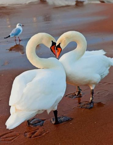 Romantic White Swans Paint By Numbers