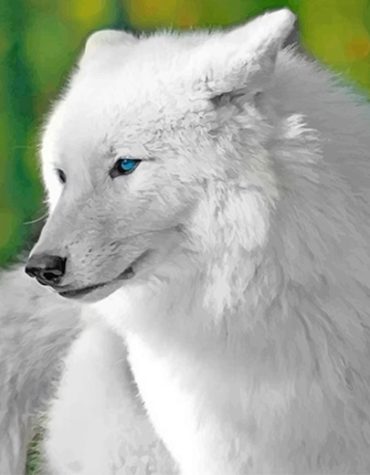 White Wolf Paint By Numbers