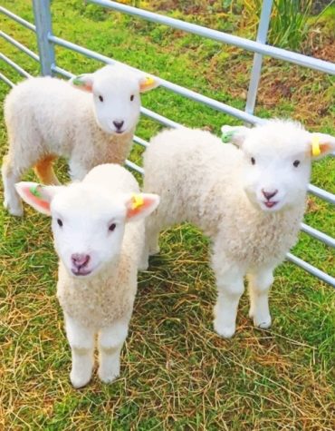 Fluffy White Lambs Paint By Numbers