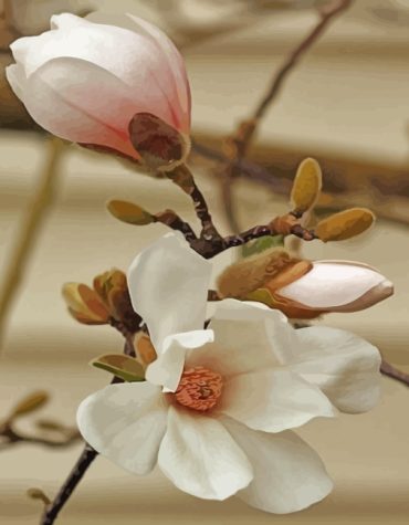 White Magnolia Blossom Paint By Numbers