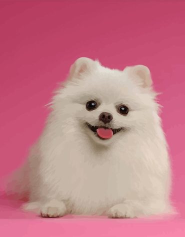 White Pomeranian Dog Paint By Numbers