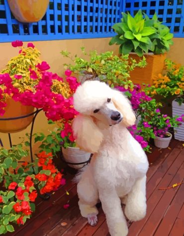 White Poodle Dog Paint By Numbers