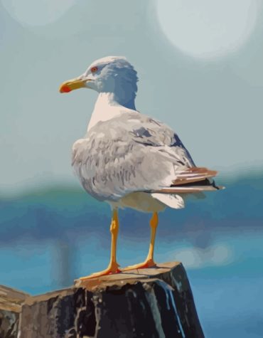 White Seagull Paint By Numbers