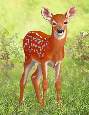 White Tailed Deer Wildlife Paint By Numbers