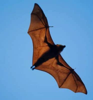 Cave Bat Animals Paint By Numbers