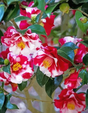 Camellia Blooms Paint By Numbers