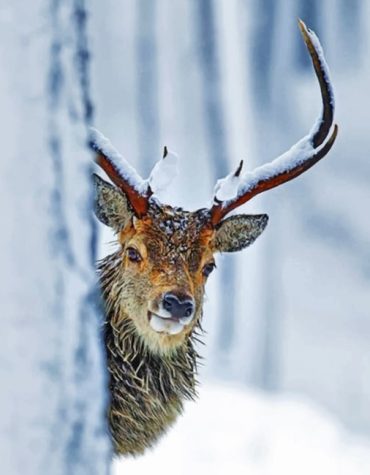 Majestic Deer Paint By Numbers