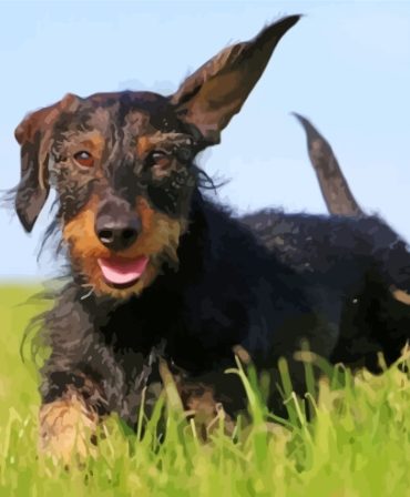 Wire Haired Dachshund Puppies Paint By Numbers