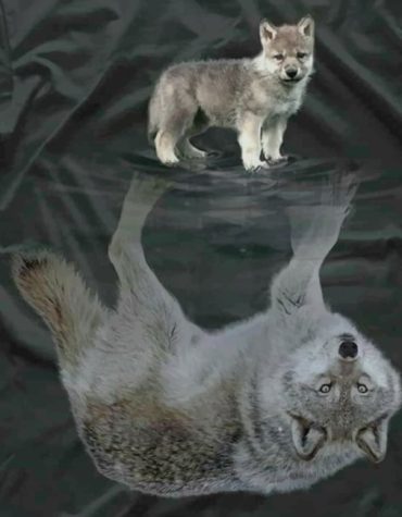 Wolves and Water Reflection Paint By Numbers