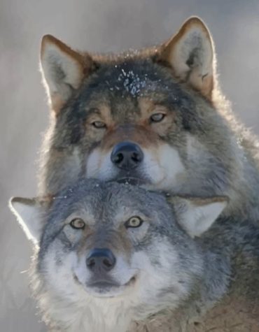 Wolves in the Wild Paint By Numbers