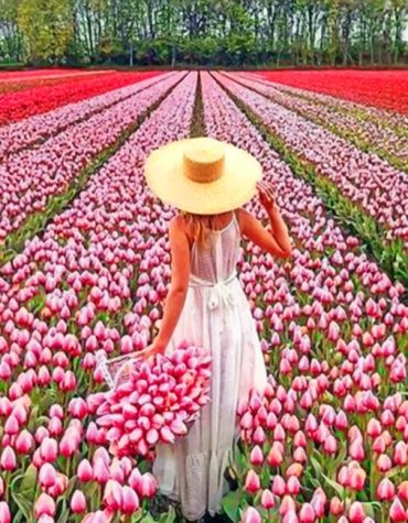 Woman in Pink Flower Field Paint By Numbers