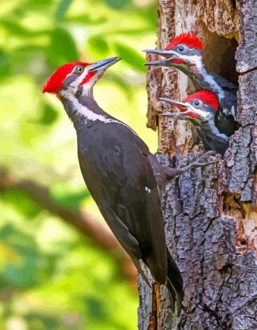 Colorful Woodpecker Paint By Numbers
