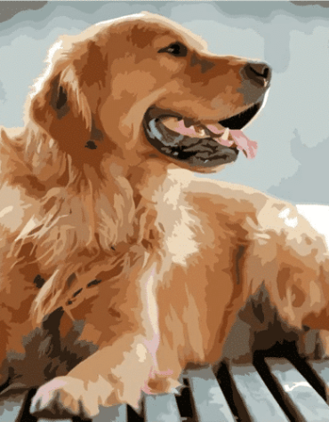 Beautiful Pet Paint By Numbers