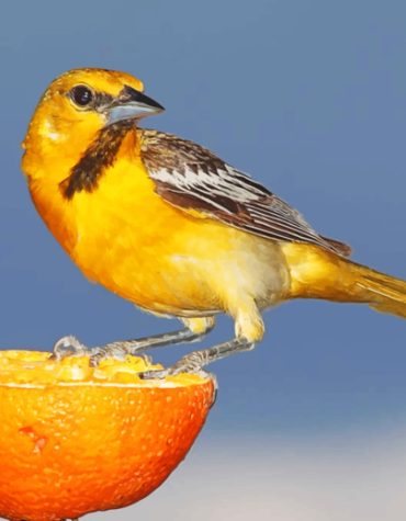 Sparrow on Orange Paint By Numbers