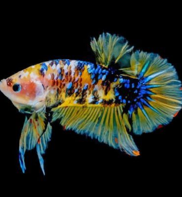 Yellow Betta Fish Paint By Numbers