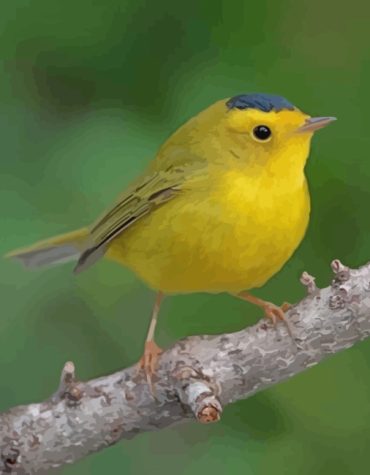 Yellow Canary Bird Painting Paint By Numbers