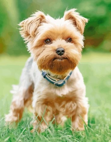 Yorkshire Terrier Dog Paint By Numbers